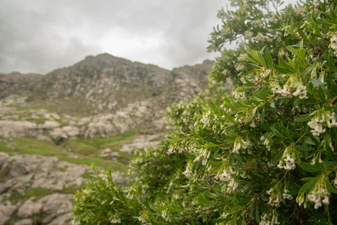 Escallonia cordobensis