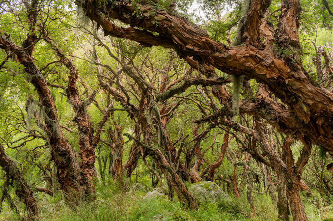 Bosque