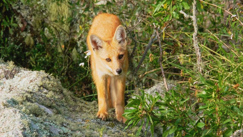 Lycalopex culpaeus smithersi