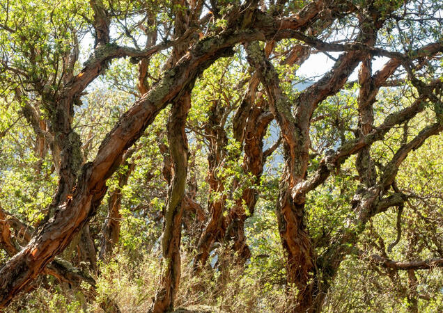 Bosque